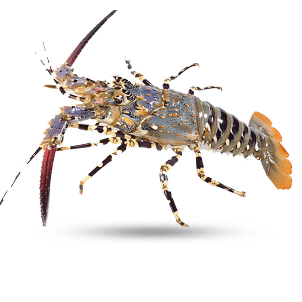 Ornate Spiny Lobster