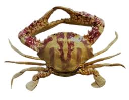 Coral Crab