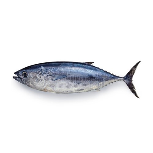 Tuna