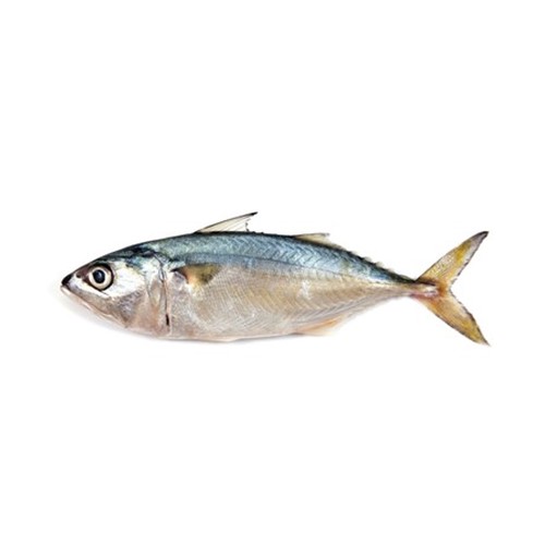 Indian Mackerel
