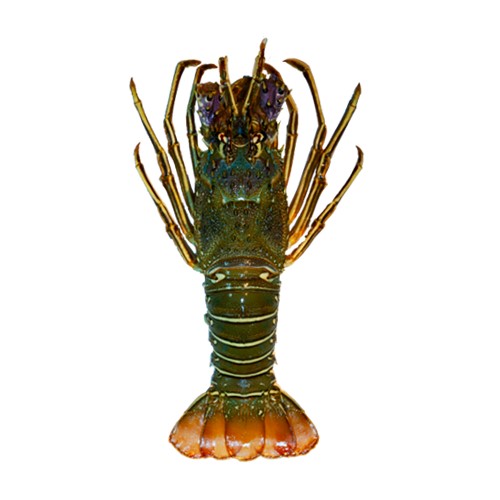 Mud Spiny Lobster