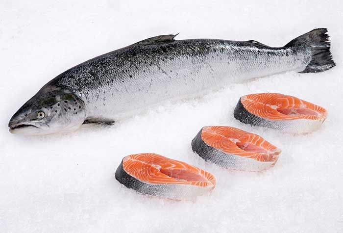 Salmon