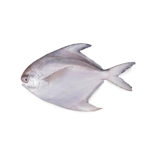 White Pomfret