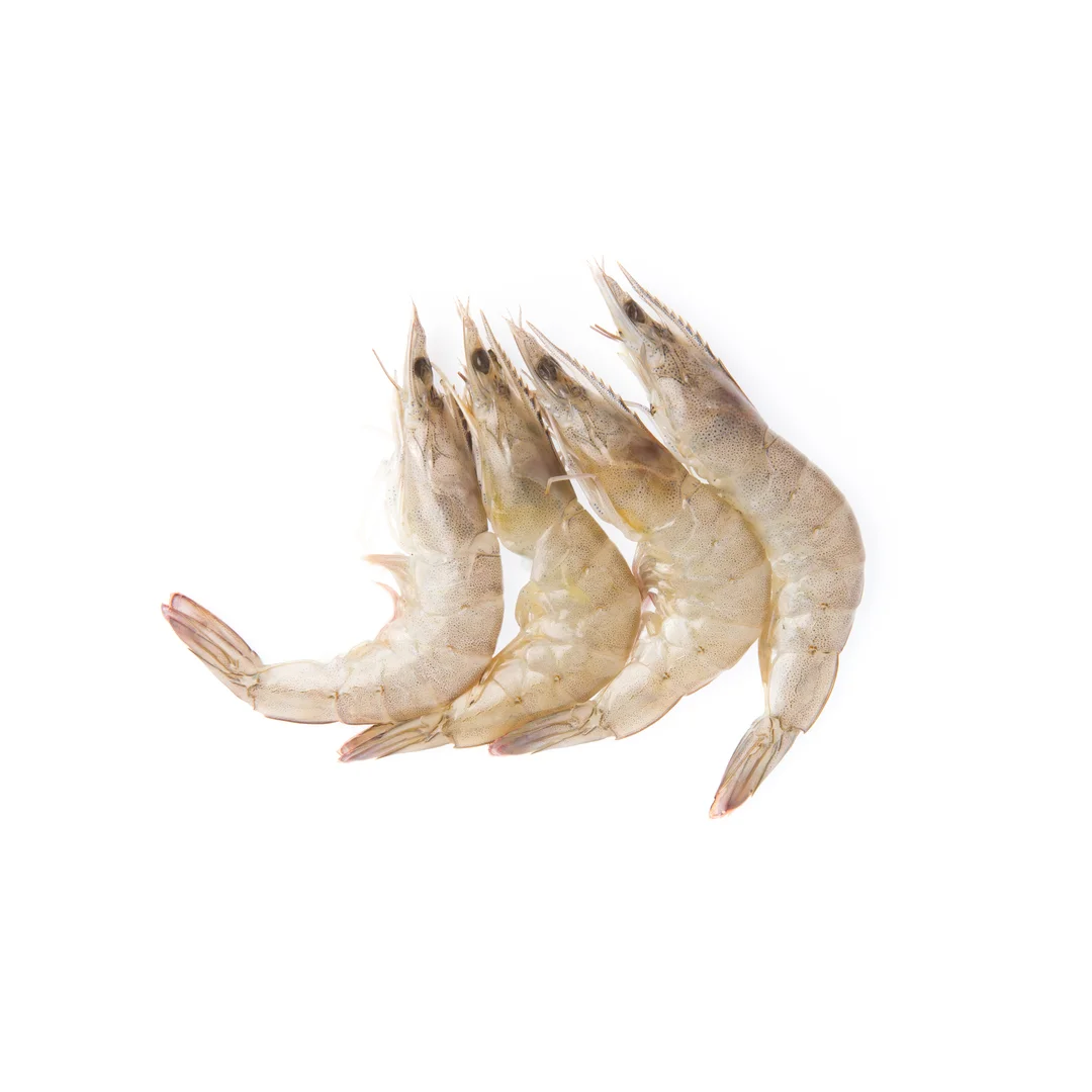 White Shrimp